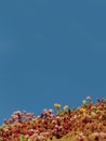 Sedum growing on the roof of a modern building Royalty Free Stock Photo