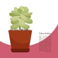 Sedum hintonii plant in pot banner