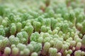 Sedum hispanicum green carpet. Sedum rubrotinctum jelly bean succulent plant.