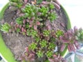 Sedum Jelly Bean Christmas cheer Succulent Plant