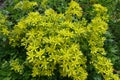 Sedum kamtschaticum in bloom in the garden