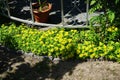 Sedum kamtschaticum \'Weihenstephaner Gold\' produces yellow flowers in June. Berlin, Germany