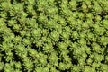 Sedum lydium Royalty Free Stock Photo