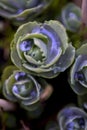 Sedum macro