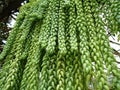 Sedum morganianum - Burrito- plant
