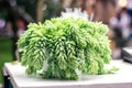 Sedum morganianum Burro`s Tail Donkey`s Tail Lamb`s Tail Horse`s Tail World Succulent plant in family Crassulaceae native to Mexic