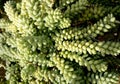 Sedum morganianum, burro's tail, donkey tail