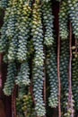 Sedum morganianum, the donkey tail or burro`s tail