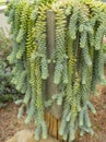 Sedum morganianum donkey tail or burro`s tail - a species of flowering plant