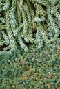 Sedum morganianum e. walther, pendent plant,graptopetalum succulents with plump petals are blue