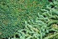 Sedum morganianum e. walther, pendent plant, graptopetalum succulents