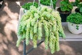 Sedum morganianum (lamb's tail, burro's tail, horses tail) in wh