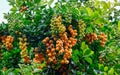 Sedum morganianum trees and fruits