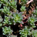 Sedum Nevii Silver Frost Royalty Free Stock Photo