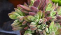 Sedum nussbaumerianum or Coppertone stonecrop succulent plant close up.Tropical succulents concept.