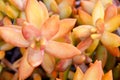 Sedum nussbaumerianum Coppertone Stonecrop succulent plants in tropical garden of Tenerife,Canary Islands,Spain.