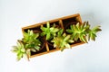 Sedum nussbaumerianum green house plant in wooden box