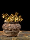 Sedum in an old cracked clay pot on slate