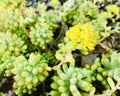 Sedum pachyphyllum - Blue Jelly Bean.