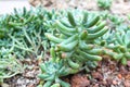 Sedum Pachyphyllum Cactus