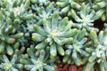 Sedum Pachyphyllum Cactus