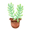 Sedum pachyphyllum Jelly Bean plant hand painted with watercolor isolated on white background