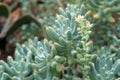 Sedum pachyphyllum Jelly Beans is a small succulent shrub.