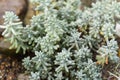Sedum pachyphyllum plant close up Royalty Free Stock Photo
