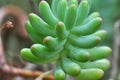 Sedum pachyphyllum