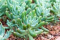 Sedum pachyphyllum plant in the succulent garden