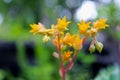 Sedum pachyphyllum Rose yellow flowers