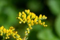 Sedum palmeri plant with bright golden-yellow small star-shaped flowers, close up. Palmers sedum ornemental succulent in Royalty Free Stock Photo