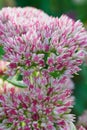 Sedum. A pink flower from the genus of succulents of the Tolstyanaceae family. A greeting card. Gardening