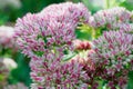 Sedum. A pink flower from the genus of succulents of the Tolstyanaceae family. A greeting card. Gardening