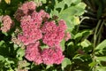 Sedum pink flowers in a flower bed. Plant in the garden. Autumn flower in for design Royalty Free Stock Photo