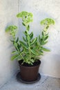 Sedum plant in flower pot. Autumn joy sedum Royalty Free Stock Photo