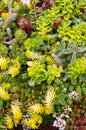 Sedum plants