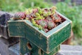 Sedum plants covering the roof Royalty Free Stock Photo