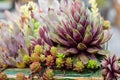 Sedum plants in a green roof