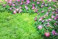 Sedum plants and pink petunia flowers blooming in garden Royalty Free Stock Photo