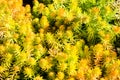 Sedum plants used for sustainable plantings