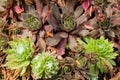 Sedum plants used for sustainable plantings