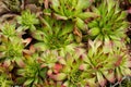 Sedum plants used for sustainable plantings