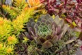 Sedum plants used for sustainable plantings