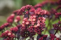 Sedum prominent (Sedum spectabile) in the garden Royalty Free Stock Photo