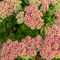 Sedum prominent Sedum spectabile. Ornamental garden plants. flowering period