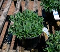 Sedum Pure joy Stonecrop plant in plastic pot for sale in the Homeleigh nursery garden center, Crediton, United Kingdom June 20 Royalty Free Stock Photo