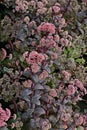 Sedum \'Red Cauli