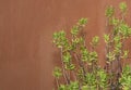 Sedum reflexum against terracotta color wall Royalty Free Stock Photo