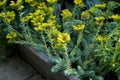 Sedum reflexum Blue Spruce Royalty Free Stock Photo